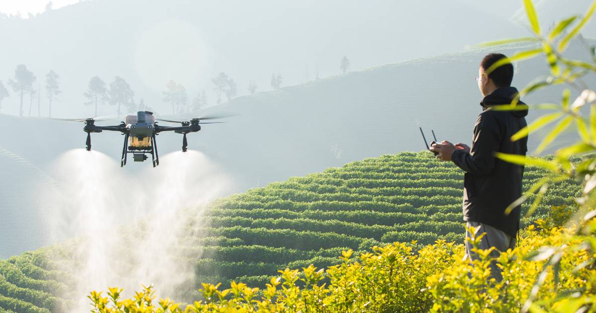 Homem controlando Drone T50 e pulverizando lavoura