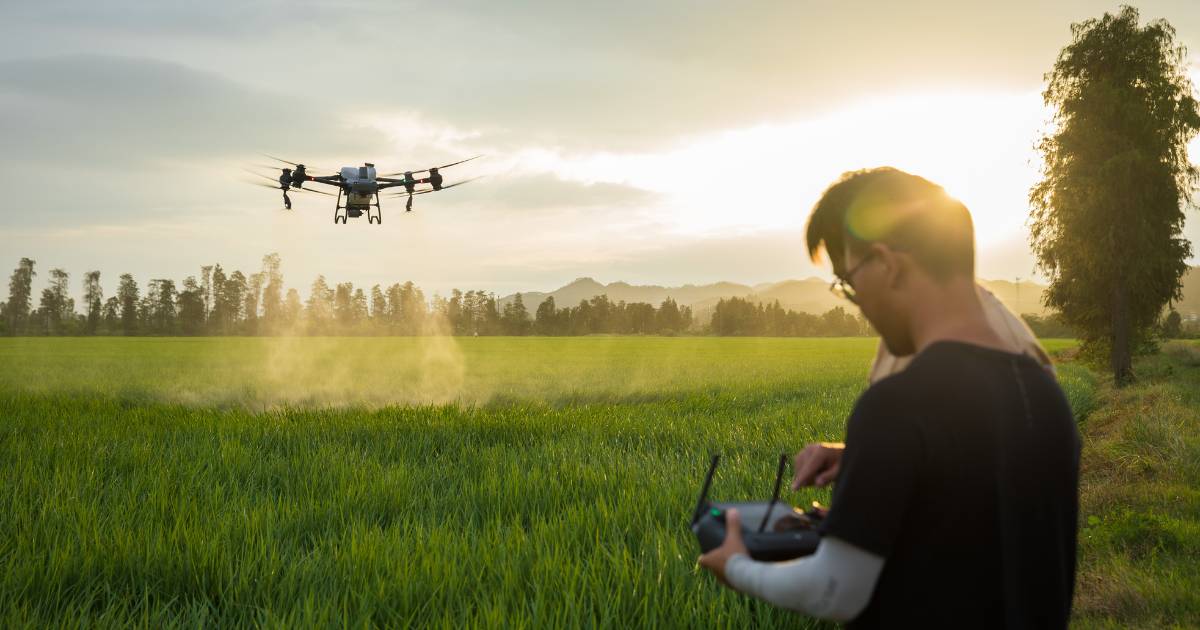 Drone agrícola T50 pulverizando laboura de arroz.