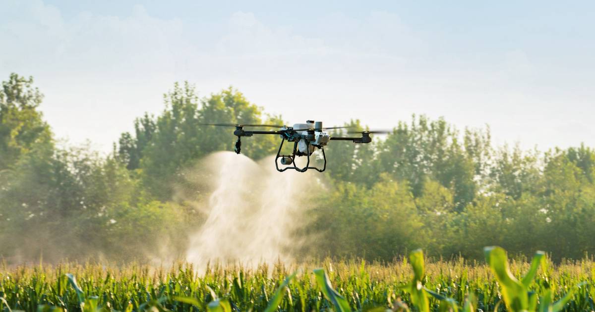Drone T25 pulverizando lavoura de milho.