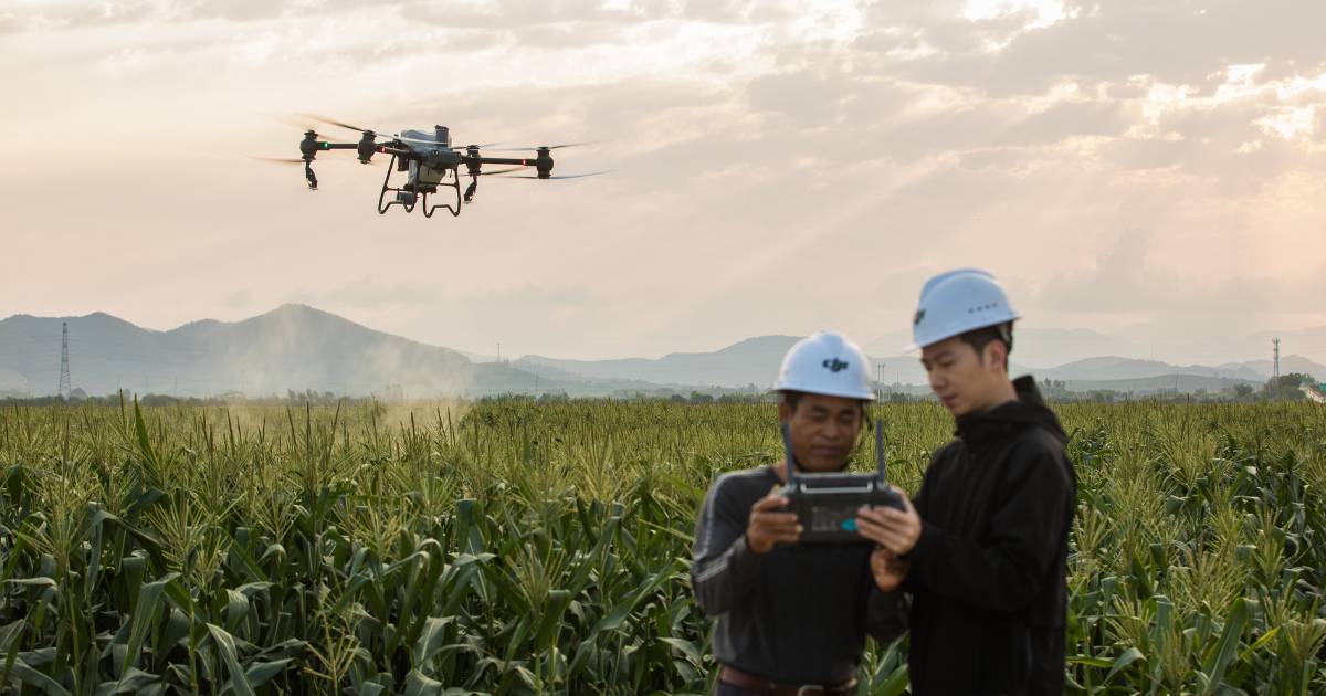 Dois homens pilotando um Drone Agrícola DJI Agras T50 em lavoura de milho.