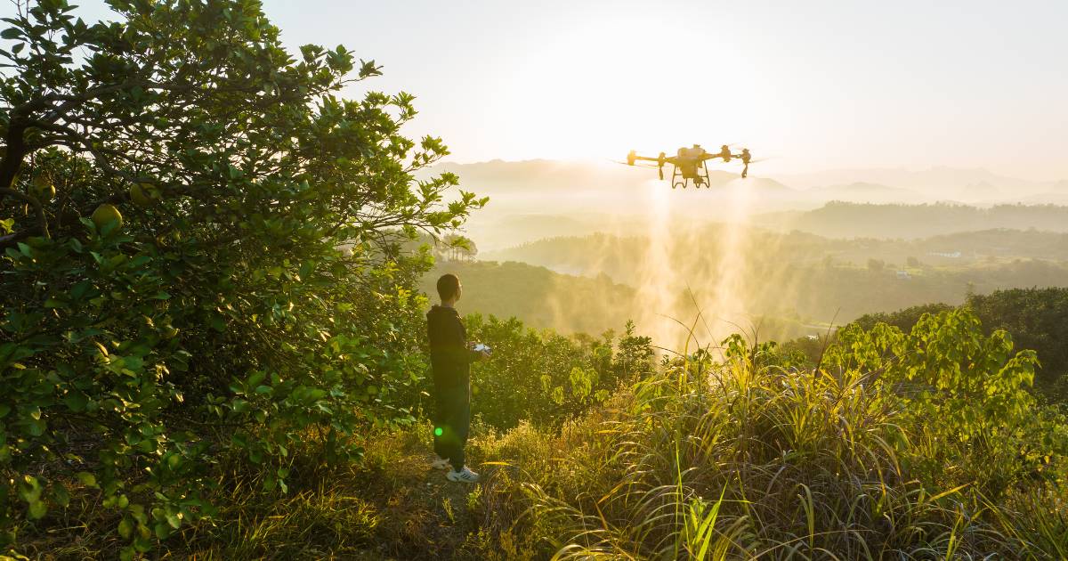 Homem pilotando um drone agrícola DJI Agras T50 em pomar de frutas.