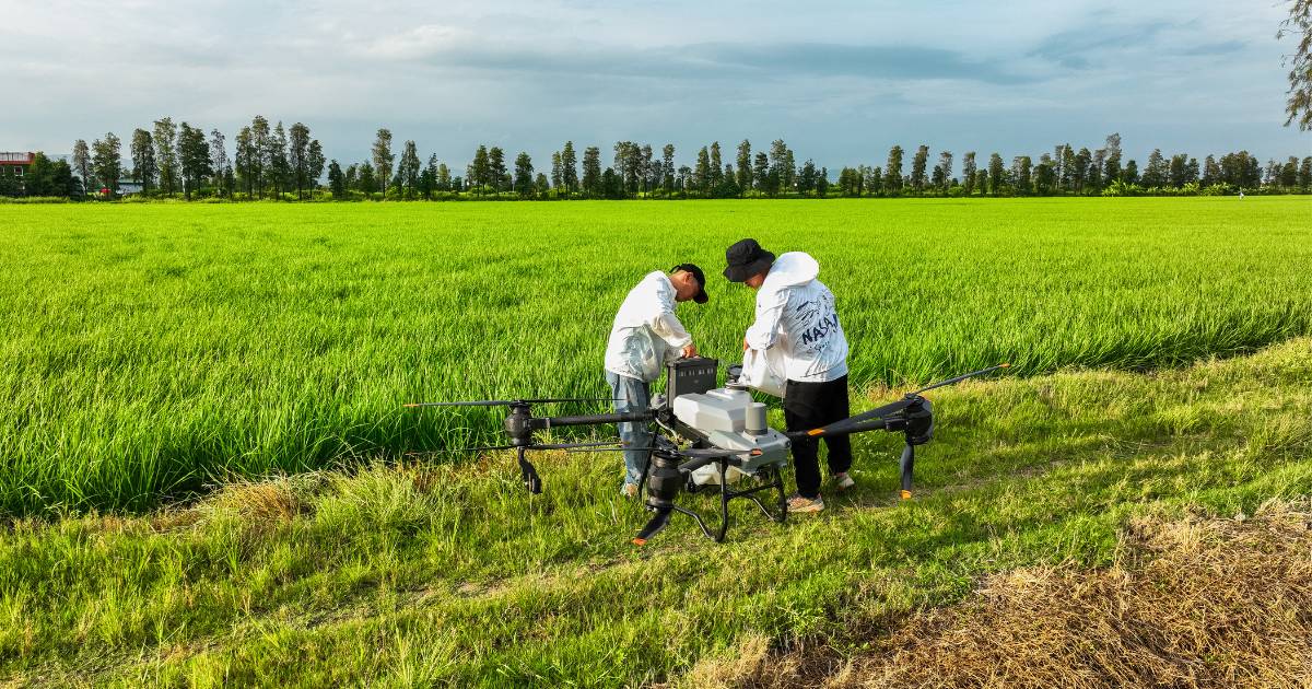 Produtores abastecendo drone agrícola DJI T50 com fertilizantes.