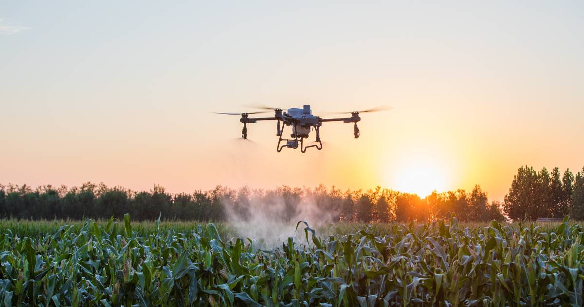 Drone agrícola DJI Agras T25 pulverizando lavoura de milho.