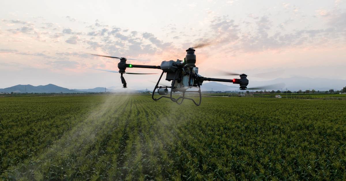 Drone DJI Agras T50 pulveriazando lavoura.