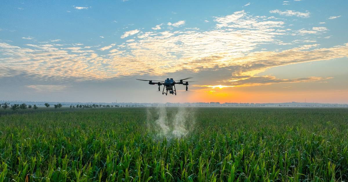 Drone DJI T25 pulverizando lavoura de milho.