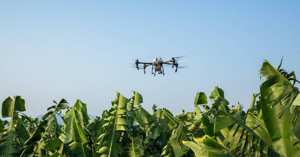 Drone DJI T50 sobrevoando sobre bananal