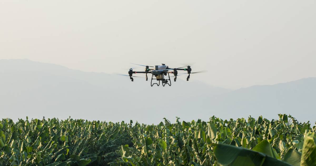 Drone agrícola DJI Agras T50 pulverizando área de bananal.