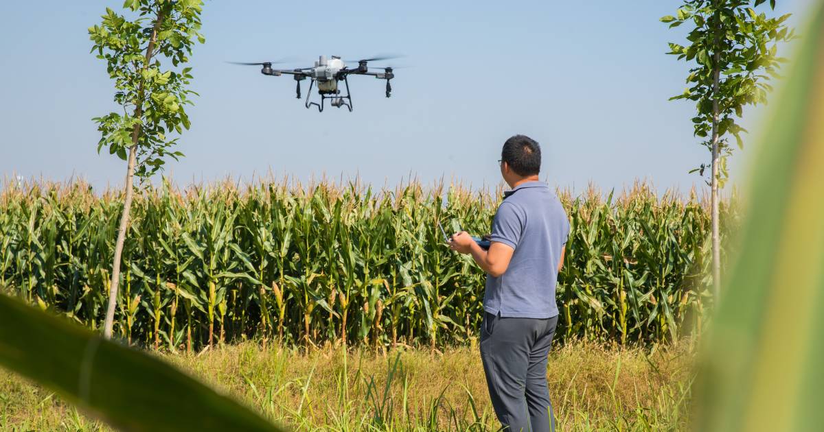 Produtor rural pilotando drone agrícola DJI T25.