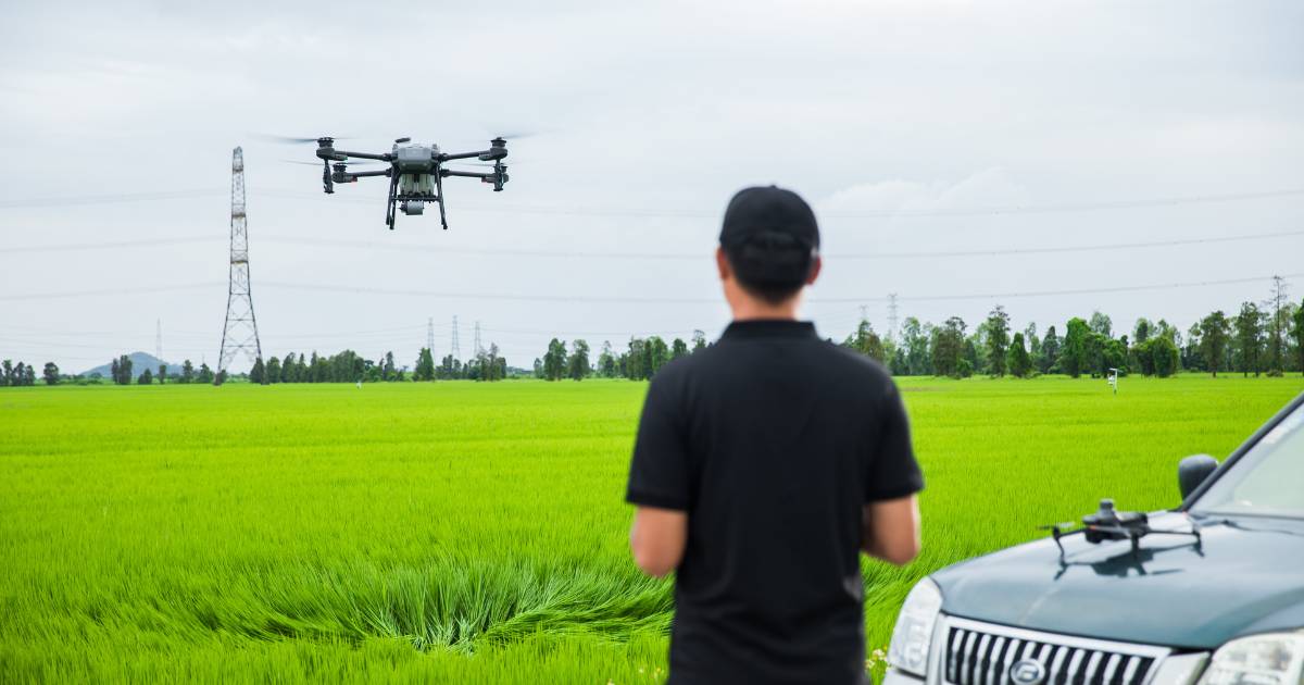 Homem pilotando Drone Agrícola DJI Agras T25 em plantação de arroz.