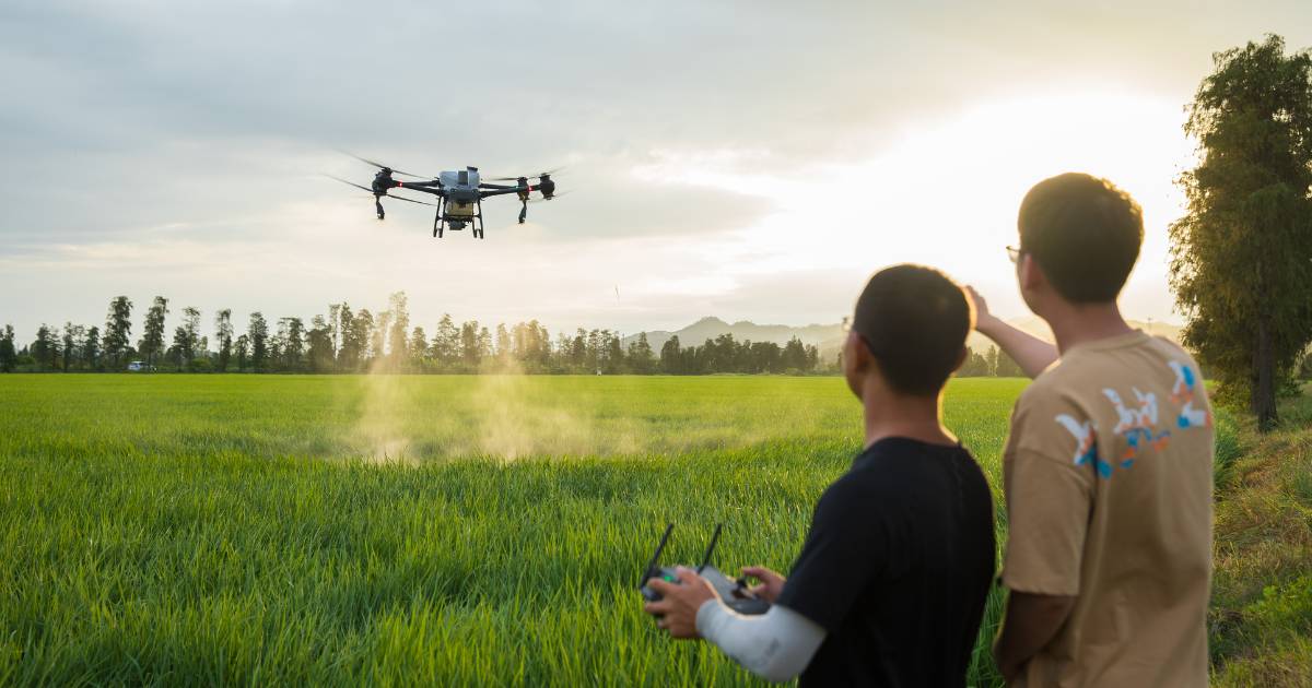 Produtores pilotando drone agrícola DJI Agras T50 sobre área de lavoura de arroz.